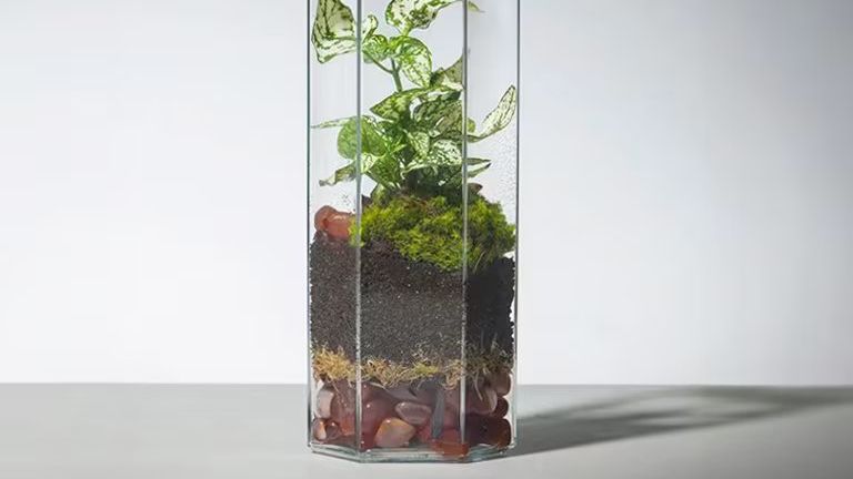 PLANTHARIUMS: Jardines en Miniatura