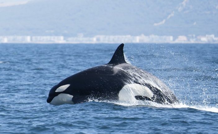 Exposición 'Soñando Océanos'