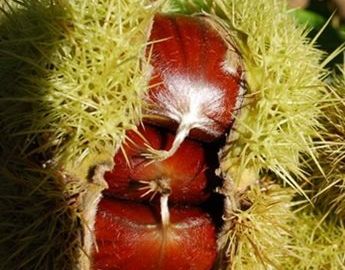Senda guiada 'Los frutos del otoño'