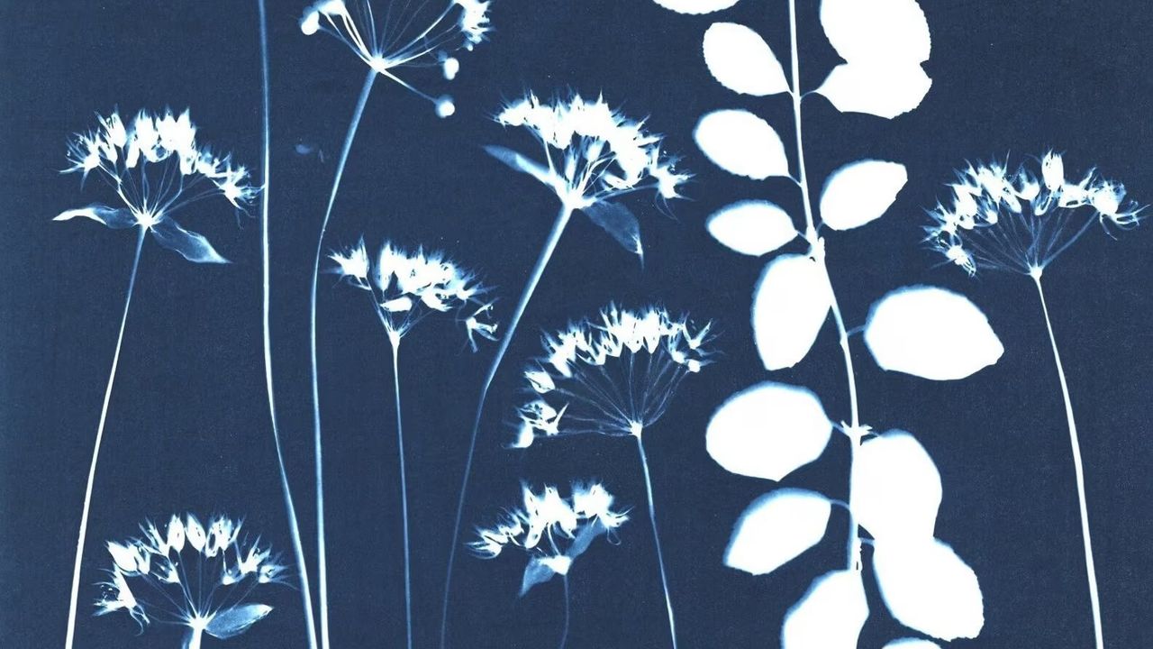Taller de cianotipia: Arte, Naturaleza en azul. Explorando el legado de Anna Atkins