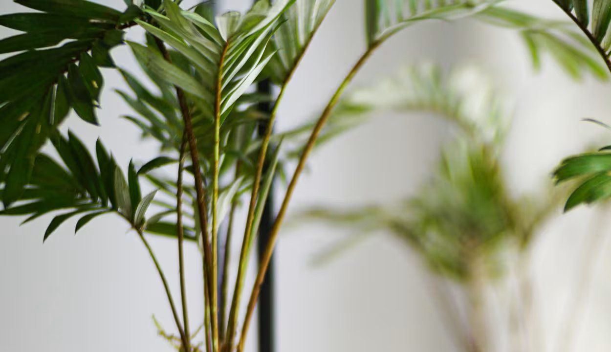 Kokedamas, el arte de tener plantas sin macetas