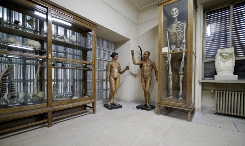 Museo Anatomía - Visita educativa