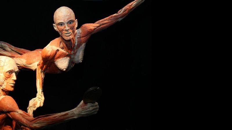 Body Worlds - El Ritmo de la Vida