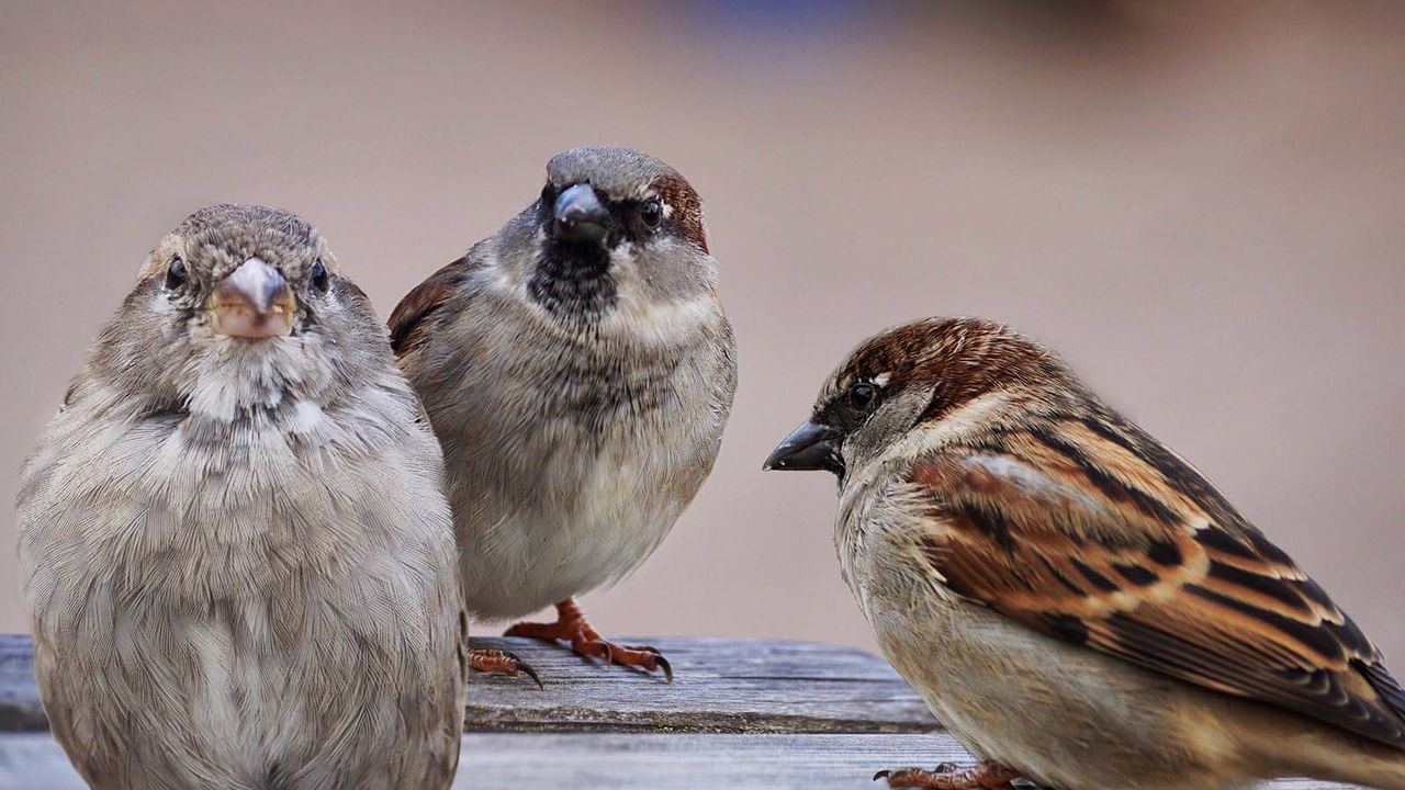 La niña de la ventana