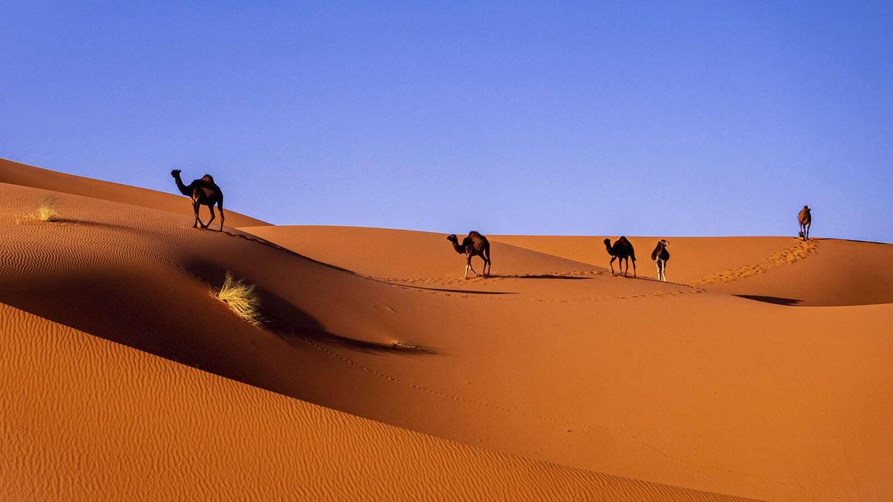 De nuevo se oyen los gritos en el desierto