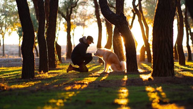 Planes para hacer con tu perro en Madrid