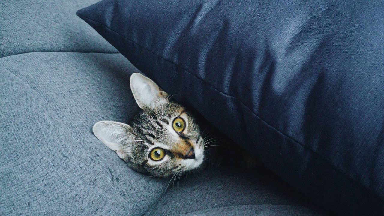 3+1 planes para los amantes de los gatos en Madrid