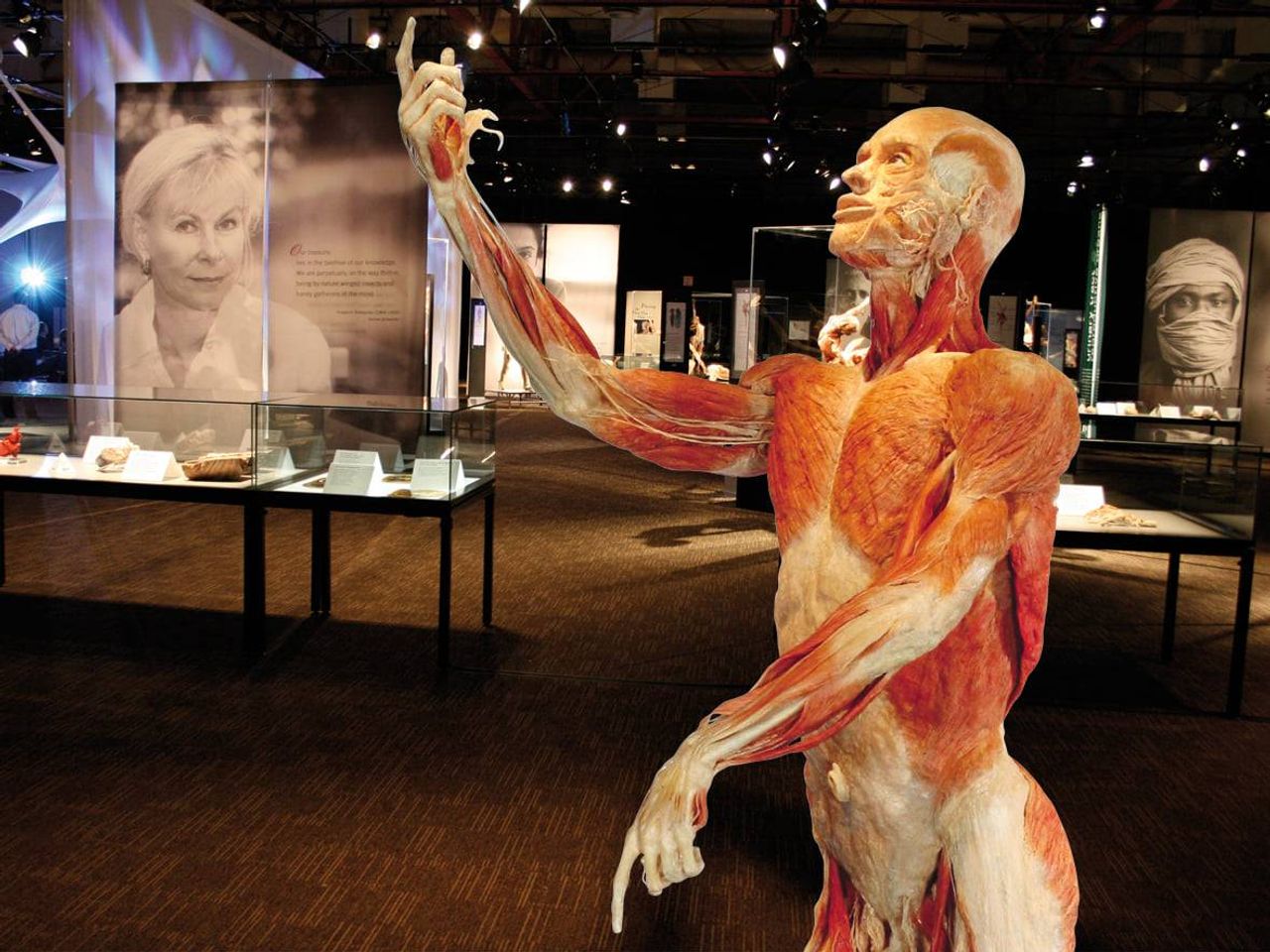 Estas creaciones se logran gracias a la técnica de la plastinación: Foto: Body Worlds Madrid