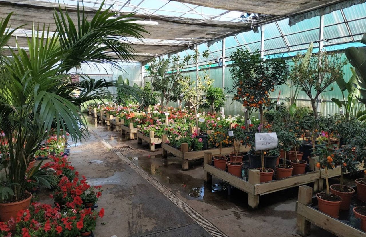 Foto: Shangai vivero