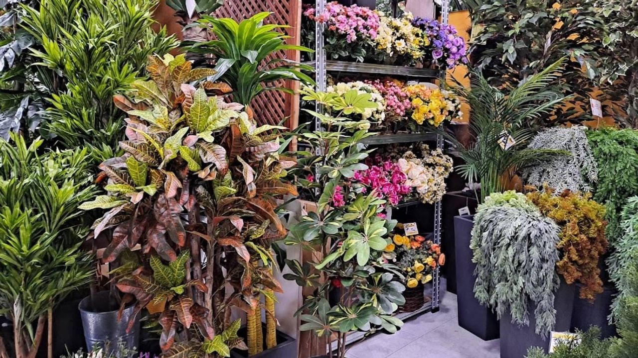 ¿Dónde puedo comprar plantas naturales en Madrid?