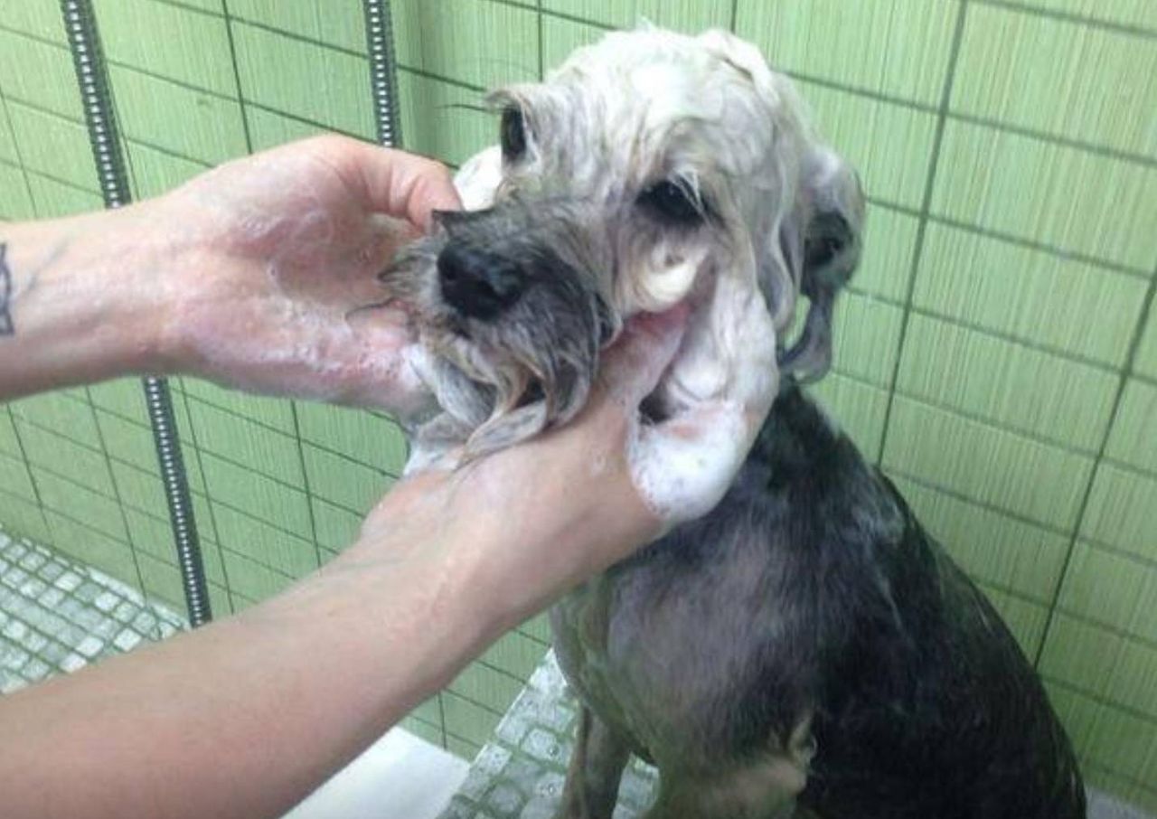 Foto: Peluquería Canina Iris Spa & Shop