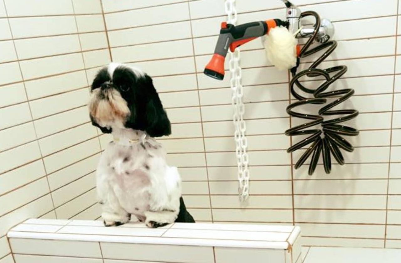 Foto: Dog’s & Cat’s Luxury Spa