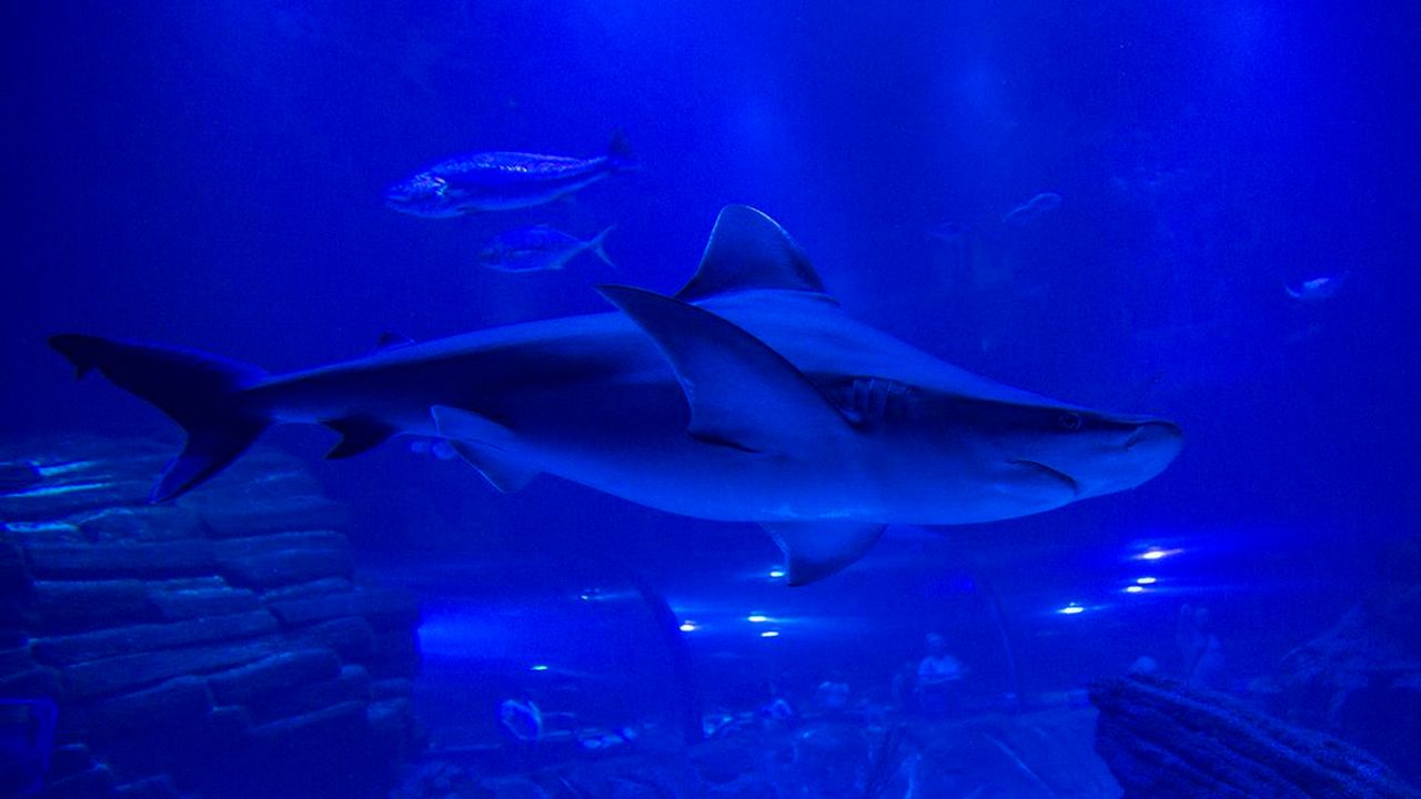 Atlantis Aquarium en INTU Xanadú