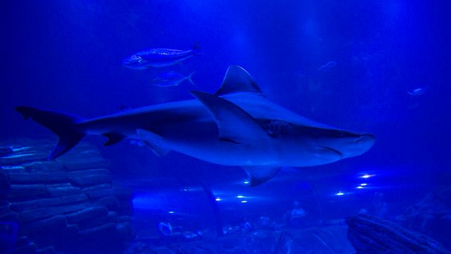 Atlantis Aquarium en INTU Xanadú