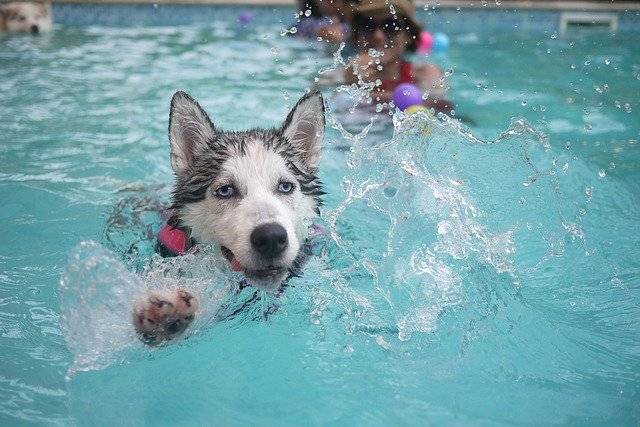 perro piscina