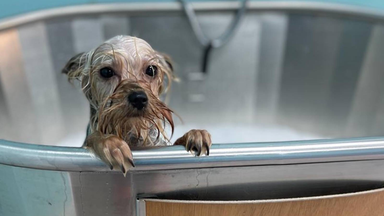 es el mejor SPA canino de Madrid? Estos 3 arrasan Hoy Madrid