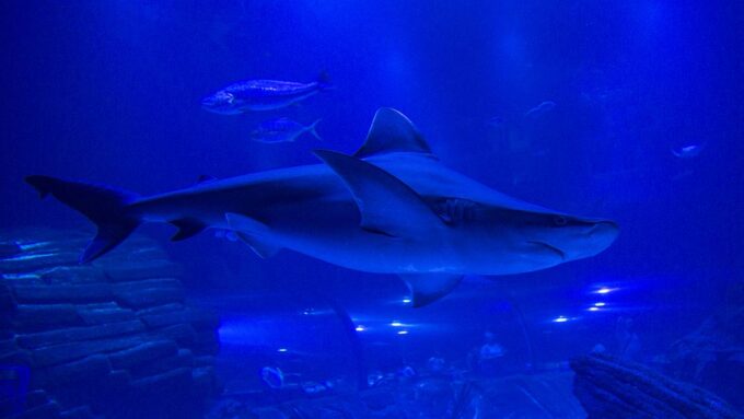Atlantis Aquarium en INTU Xanadú